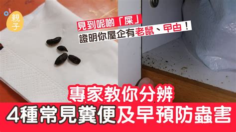 家裡有老鼠屎|家居滅蟲｜留意屋企有冇呢啲黑點 四種黑點非污垢而 